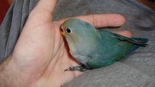 7 weken jonge zeer tamme agapornis te koop