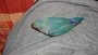 7 weken jonge zeer tamme agapornis te koop_